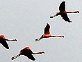 flamencos en Mataquito